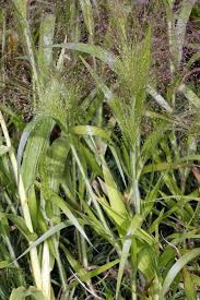 Image result for Panicum carneovaginatum