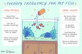 What You Need To Know About Feeding Aquarium Fish Fish Pet Fish Aquarium Fish