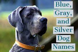 Learn how to stop 34 of the most common dog and puppy behavioral issues when coming up with ideas for the names for female dogs on this page we realized that there were ideas that didn't really fit under any specific category. 170 Unique Names For Blue Gray And Silver Dogs Pethelpful