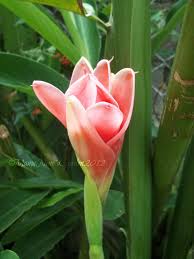 If you are on the hunt for a specific type of flowering plant from the philippines, you can go online for a plethora of ornamental plant pictures that you can peruse. Ornamental Plants Mama Nene S Garden