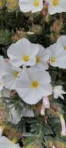 Image result for Convolvulus ocellatus