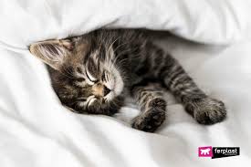 Anyway, enough about my history with this issue, because if you're here, chances are you're right in the middle of it yourself and need some your experiences with cats meowing at night? How To Make A Cat Sleep At Night