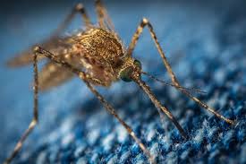 Maybe you would like to learn more about one of these? Comment Se Proteger Des Moustiques Voici Les Methodes A Suivre Et Celles A Eviter Actu