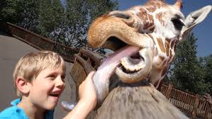 Maybe you would like to learn more about one of these? Giraffe Believe Or Not Steemit