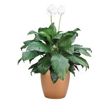 Image result for Spathiphyllum