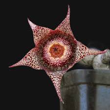 Image result for Orbea lugardii