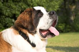 The saint bernard was founded in 980 ad by st. St Bernards Secrets Of The St Bernard Nobody Will Tell You