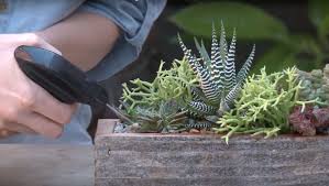 Do you have batteries for this camera? How To Water Potted Succulents Flora Grubb Gardens