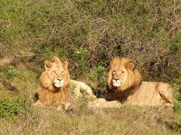 Maybe you would like to learn more about one of these? Category Panthera Leo Melanochaita Wikimedia Commons