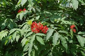 Image result for elderberry images