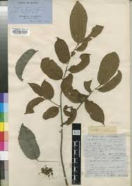 Image result for Uvaria angolensis