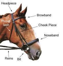 Bit And Bridle Clothing Size Chart The Bridle Is Made Up From 6 Parts Horse Riding Gear Horse Bridle Horses