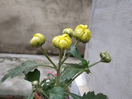 Image result for Chrysanthellum indicum