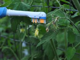 There are different ways pollination can occur. Gardening Tricks To Help Garden Vegetables Pollinate The Spokesman Review