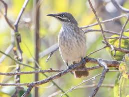 Image result for Melhania forbesii