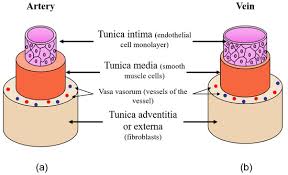 Lining the core of each is a thin layer of from the arteries, blood enters smaller branches of arteries called arterioles and then the capillary network. Processes Free Full Text Reconstruction Of Vascular And Urologic Tubular Grafts By Tissue Engineering Html