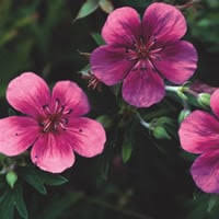 Image result for Geranium ocellatum