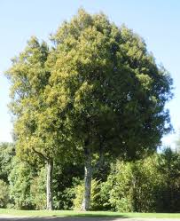 Image result for Beilschmiedia michelsonii