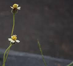Image result for Tridax