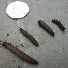 Leatherjacket Grubs Can Destroy Your Lawn The Lawn Man
