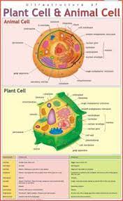 Animal cell cross section structure of a eukaryotic cell vector. Ultrastructure Of Plant Animal Cell Paper Print Educational Posters In India Buy Art Film Design Movie Music Nature And Educational Paintings Wallpapers At Flipkart Com