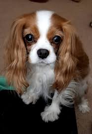 ipek tuylu guzel kopek cavalier king charles king charles cavalier