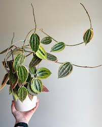 Image result for Carvalhoa macrophylla