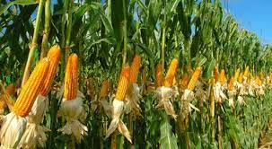 G24110022 hama pada tanaman jagung organisme pengganggu tanaman (opt) terdiri dari hama, penyakti, dan gulma yang merupakan kendala utama dalam budidaya tanaman. Nama Ilmiah Jagung Dan Klasifikasi Tanaman Jagung Agrotani