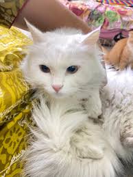 I'm a cat lovers since I was young. My heart felts comfort when I am with  them. ATM, I have 2 native cats with me. Happy and Lufo both male. How I