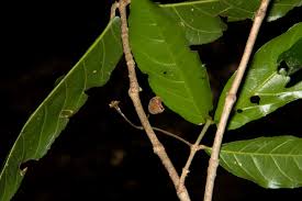 Image result for Lasiodiscus pervillei