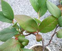 紫陽花が新芽が縮れたように萎縮してしまうのは病気でしょうか それとも肥料不 Yahoo 知恵袋