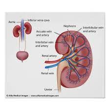 Terms in this set (107) 1) the urinary system does all of the following, except that it a) excretes excess albumen molecules. Renal Blood Vessels Labeled Cardiovascular System Anatomy And Physiology Study Guide For Nurses In The Front The Abdomen Is Protected By A Thin Tough