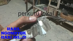 Check spelling or type a new query. Perkutut Buntel Mayit Misteri Perkutut Lokal Youtube