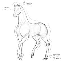 Durch das longieren wurde das pferd bereits mit einem longiergurt vertraut gemacht. Clip Studio Tipps Wie Man Ein Pferd Zeichnet Von Akylha Clip Studio Tips