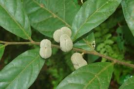 Image result for Dichapetalum