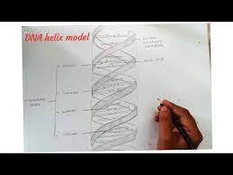 How To Draw Dna Double Helix Structure - Youtube