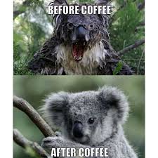 Evil Koala Meme Google Search Funny Koala Koala Meme Funny Animals