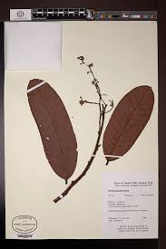 Image result for Dipterocarpaceae