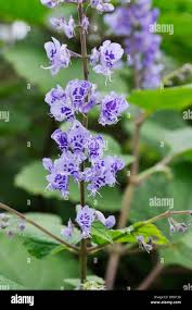 Image result for Plectranthus fruticosus