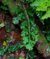 Image result for Selaginella kraussiana
