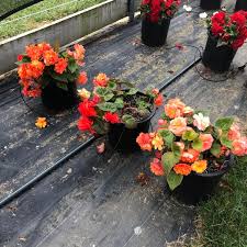 Image result for Begonia princeae