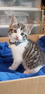 Cutest Kittens Ever Scholastic Book Time Cute Animals Funny Videos Download Beneath Cute Easy Drawings Of Animals St Kittens Cutest Cute Baby Animals Cute Cats