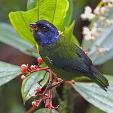 Moss Backed Tanager Colombia Ecuador Beautiful Birds Colorful Birds Bird Watching