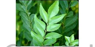 Image result for Lawsonia inermis