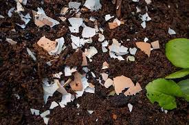 Take the rolled oats and cornmeal and blitz them in a coffee or spice grinder until they're finely powdered. How To Use Eggshells In The Garden Gardener S Path