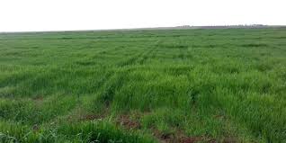 تحسن كبير في واقع المحاصيل الزراعية والثروة الحيوانية وتخزين السدود في  الحسكة – S A N A