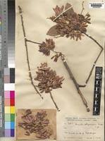 Image result for Monotes engleri