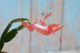 Find many great new & used options and get the best deals for christmas cactus plant. Easy How To Root Christmas Cactus Plant Flower Patch Farmhouse