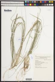 Image result for Sporobolus africanus