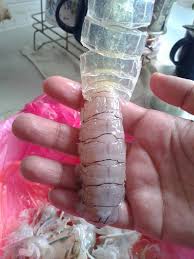 Udang goreng tepung, resep udang tepung krenyes krenyesmenu favorit semua orang deh, dari kecil muda tua semua sukayuk bikin sendiri di rumah.bahan :½kg. Resepi Udang Lipan Simple Cooked For Beginner Halal Facebook